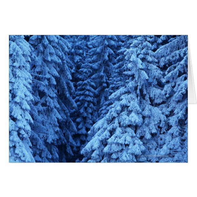 met sneeuw bedekte bomen (Voorkant Horizontaal)