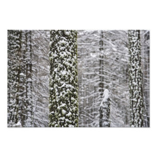 Met sneeuw bedekte boomstammen in Yosemite-vallei Foto Afdruk