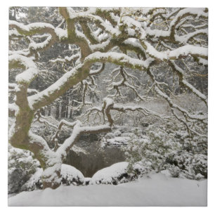 Met sneeuw bedekte Japanse esdoorn Tegeltje