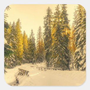 Met sneeuw bedekte pijnbomen Natuur Foto Vierkante Sticker