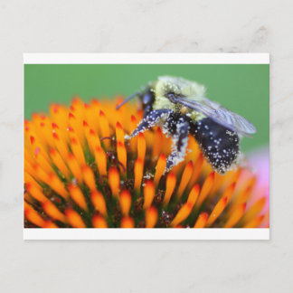 Met stuifmeel bedekte bijen op Coneflower Briefkaart