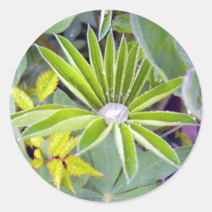 Met water gevulde lupine bladeren Sticker