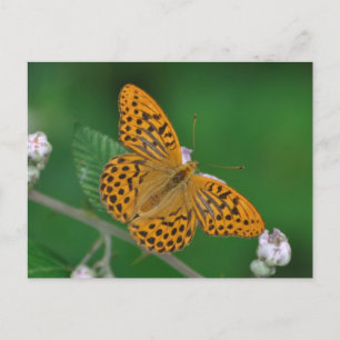 Met zilver gewassen Fritillary briefkaart