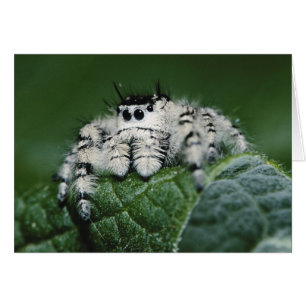Metafid Jumping Spider