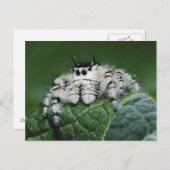 Metafid Jumping Spider Briefkaart (Voorkant / Achterkant)