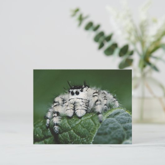 Metafid Jumping Spider Briefkaart (Staand voorkant)