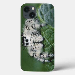 Metafid Jumping Spider iPhone 13 Hoesje