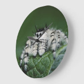 Metafid Jumping Spider Grote Klok (Hoek)