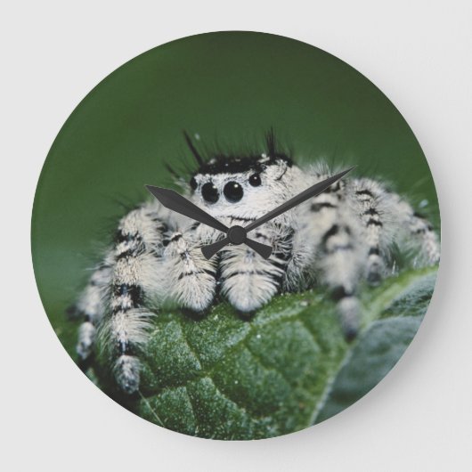Metafid Jumping Spider Grote Klok (Voorkant)
