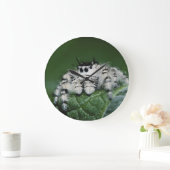 Metafid Jumping Spider Grote Klok (Huis)