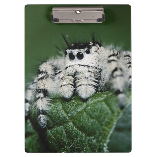 Metafid Jumping Spider Klembord (Voorkant)