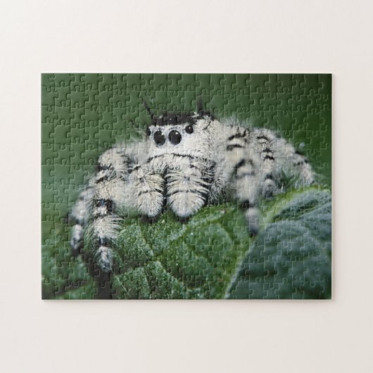 Metafid Jumping Spider Legpuzzel (Horizontaal)
