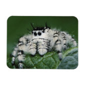Metafid Jumping Spider Magneet (Horizontaal)