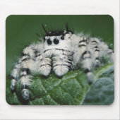 Metafid Jumping Spider Muismat (Voorkant)