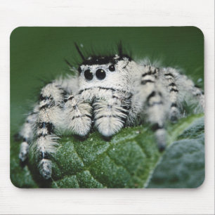 Metafid Jumping Spider Muismat