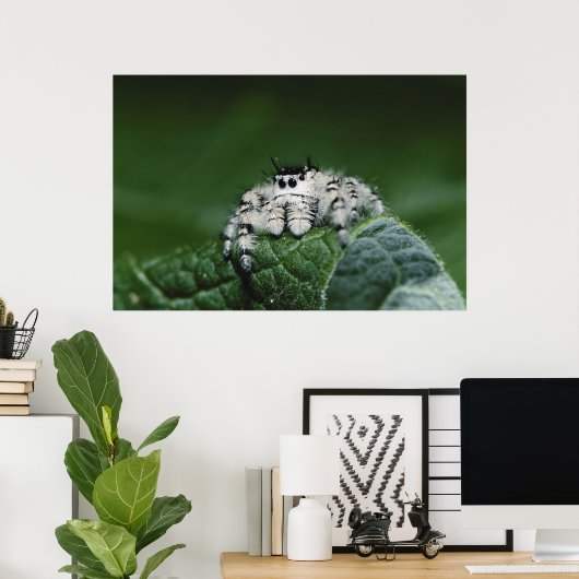 Metafid Jumping Spider Poster (Thuiskantoor)