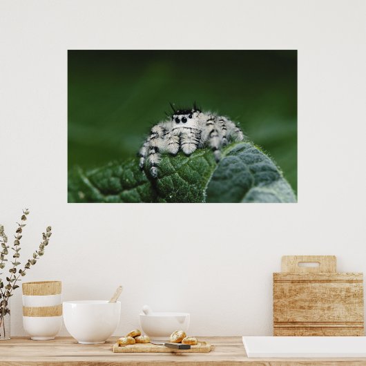 Metafid Jumping Spider Poster (Keuken)