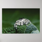 Metafid Jumping Spider Poster (Voorkant)