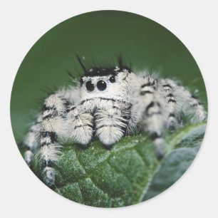 Metafid Jumping Spider Ronde Sticker