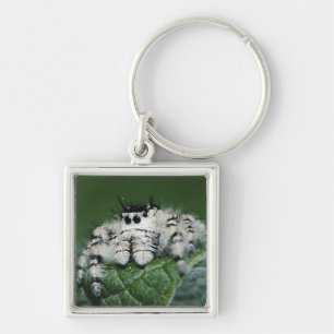 Metafid Jumping Spider Sleutelhanger