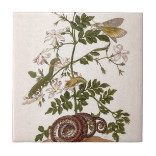 Metamorfose in de sector Surinamensium Tegeltje