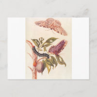 Metamorfose van een Butterfly Maria Sibylla Merian