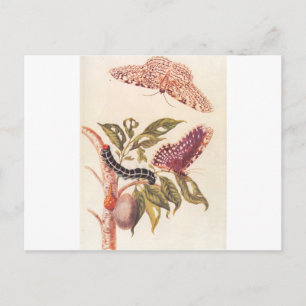 Metamorfose van een Butterfly Maria Sibylla Merian Briefkaart