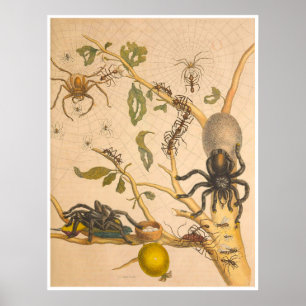 Metamorphosis insectorum Surinamensium Print