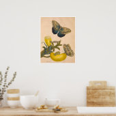 Metamorphosis insectorum Surinamensium Print (Keuken)