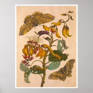 Metamorphosis insectorum Surinamensium Print