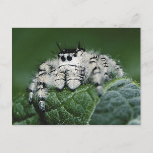 Metaphid Springspin Briefkaart