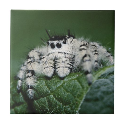 Metaphid Springspin Tegeltje (Voorkant)