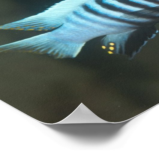 Metriaclima zebra - Chinyamwezi, Lake Malawi Poster (Hoek)