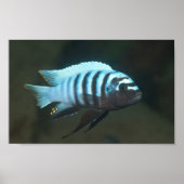 Metriaclima zebra - Chinyamwezi, Lake Malawi Poster (Voorkant)