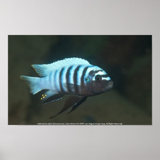 Metriaclima zebra [Chinyamwezi] Poster (Voorkant)