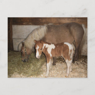 Meubelen Pony en Baby Briefkaart
