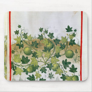 mevrouw 3054 fol.20 Meloenen, van "Tacuinum Sanita Muismat