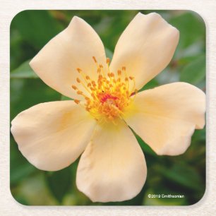 Mevrouw Oakley Fisher Roos Vierkante Kartonnen Onderzetter