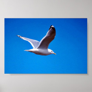 Mew Gull in vlucht Poster