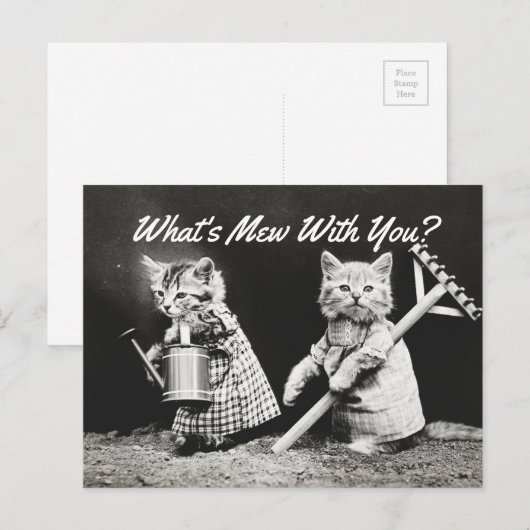 Mew Kittens Briefkaart (Voorkant / Achterkant)