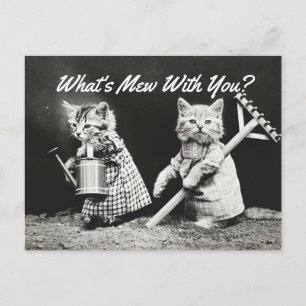 Mew Kittens Briefkaart