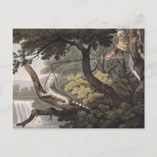 Mexicaan Lizard Catcher, gegraveerd door Matthew D Briefkaart (Voorkant)