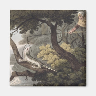 Mexicaan Lizard Catcher, gegraveerd door Matthew D Magneet