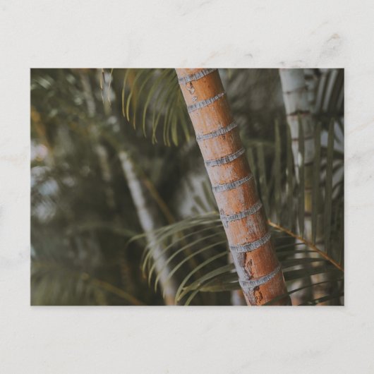 Mexicaans Bamboo Briefkaart (Voorkant)