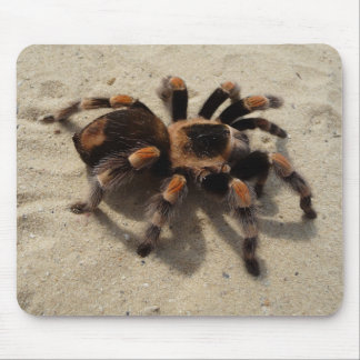Mexicaans Flameknee Tarantula Spider Muismat