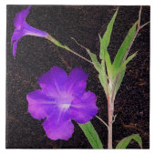Mexicaans Petunia Paars Tegeltje (Voorkant)
