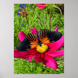 Mexicaanse asterbloem met een Doris Longwing  Poster