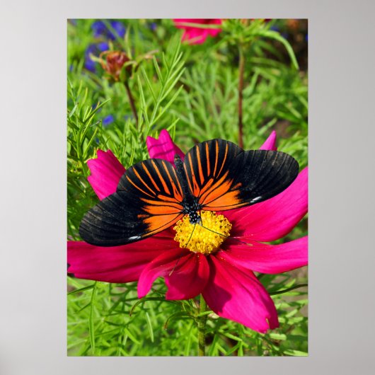 Mexicaanse asterbloem met een Doris Longwing  Poster (Voorkant)