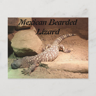 Mexicaanse baardhagedis briefkaart