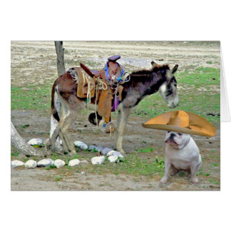 Mexicaanse Bulldog